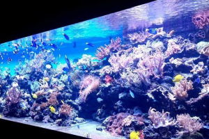 Морський океанарій у москві Морський океанарій у москві