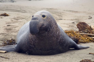 Морський слон Морський слон