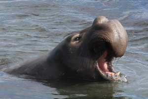 Морський слон - гігантські північні та південні моря Морський слон - гігантські північні та південні моря