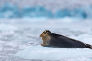 Морський заєць Морський заєць