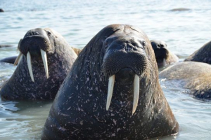 Атлантичний морж Атлантичний морж