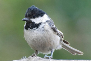 Москва: дріт проживання та життя чорний тит Москва: дріт проживання та життя чорний тит