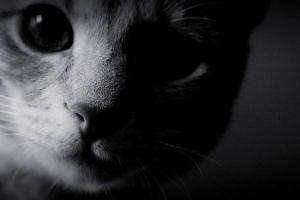 Москвит викинутий з своїх кішок з чотирнадцятого підлоги Москвит викинутий з своїх кішок з чотирнадцятого підлоги