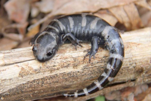 Мармур саламандра з виду амбустура: фото Мармур саламандра з виду амбустура: фото