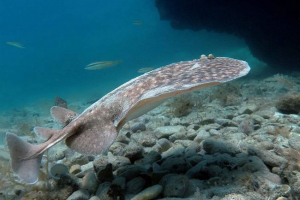 Мармуровий електричний скат Мармуровий електричний скат