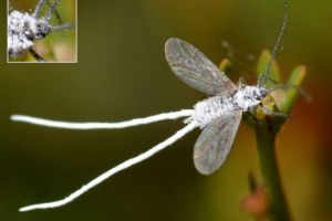 Математичні хревес: проблеми для внутрішніх рослин Математичні хревес: проблеми для внутрішніх рослин