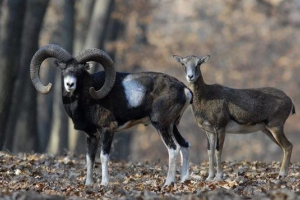 Муфло Муфло