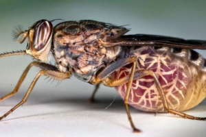 Muha tseet Muha tseet