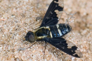 Муха траурніця: загадки її надзвичайного життя Муха траурніця: загадки її надзвичайного життя