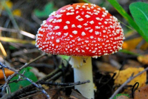 Amanita red Amanita red