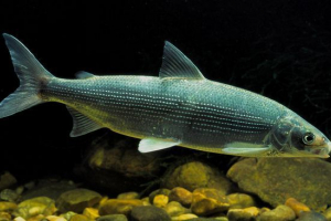 Муксун Муксун