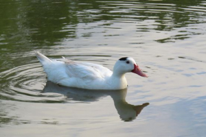 Мулад Мулад