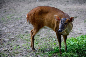 Muntyuka - деякі з найстаріших оленів на планеті Muntyuka - деякі з найстаріших оленів на планеті