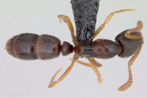 Ant poner: особливості способу життя та розвитку Ant poner: особливості способу життя та розвитку