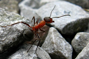 Мурашка Мурашка