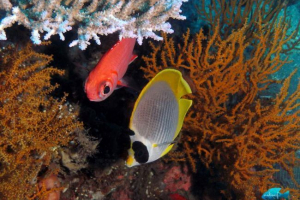 Murdjan: все про життя солдата риби Murdjan: все про життя солдата риби