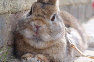 У алтай, новонароджена дівчина біт кролика У алтай, новонароджена дівчина біт кролика