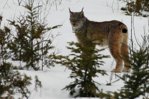 В алтай, латунь В алтай, латунь