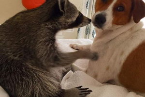 На багамах рота повернув у собаку На багамах рота повернув у собаку