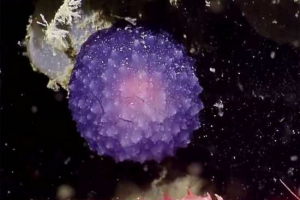 В нижній частині тихого океану знайшла таємнича істота В нижній частині тихого океану знайшла таємнича істота