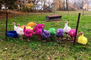 На фермі в штаті коннектикут щорічно фарбує туреччину На фермі в штаті коннектикут щорічно фарбує туреччину