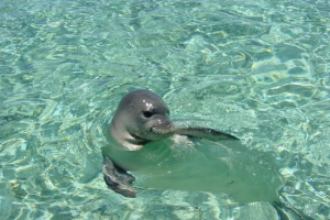 Молода рідкісна печатка була збережена на гавайських островах Молода рідкісна печатка була збережена на гавайських островах