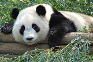 Яка материка, і в якій країні велика панда живе? Яка материка, і в якій країні велика панда живе?