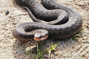 У кубані чоловік вкусив хлопця У кубані чоловік вкусив хлопця