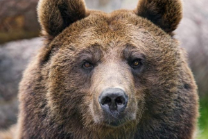 У курілі місцеві жителі переїхали до джипу коричневого ведмедя У курілі місцеві жителі переїхали до джипу коричневого ведмедя