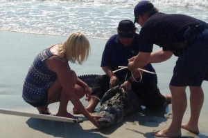 На пляжі в південній кароліні, алігатор налякав відпочинок На пляжі в південній кароліні, алігатор налякав відпочинок