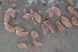 Тисячі таємничих істот вийшли на пляжі каліфорнії. Фотографія. Тисячі таємничих істот вийшли на пляжі каліфорнії. Фотографія.