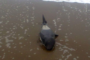 Сахалін врятував kojawka, викинув на берег Сахалін врятував kojawka, викинув на берег
