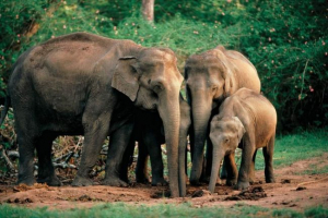 Шрі-ланка блискавка загинула чотири слони Шрі-ланка блискавка загинула чотири слони