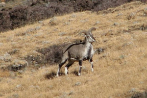 Нашу прізвисько блакитний баран Нашу прізвисько блакитний баран