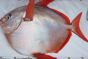 Знайшов світ у світовій теплокровній рибі Знайшов світ у світовій теплокровній рибі