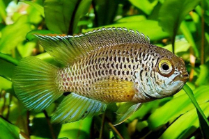 Нананнакар аномала, вона є наннакар зеленим Нананнакар аномала, вона є наннакар зеленим