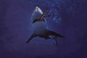 Атакує акул на людей Атакує акул на людей