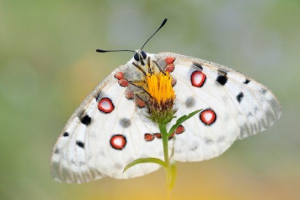Аполлонський метелик Аполлонський метелик