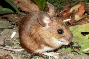 Вторгнення лісових мишей у папуа-новій гвінеї Вторгнення лісових мишей у папуа-новій гвінеї