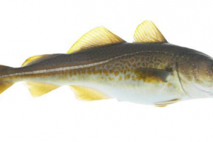 Навага Навага