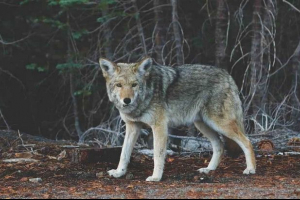 Земляні або земляні тварини: характеристики, знаки та приклади Земляні або земляні тварини: характеристики, знаки та приклади