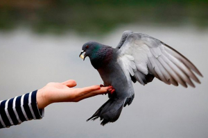 Птиці з фотографіями Птиці з фотографіями