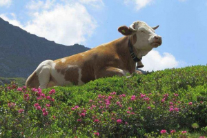 Нейтрактність (біологія): опис та приклади Нейтрактність (біологія): опис та приклади