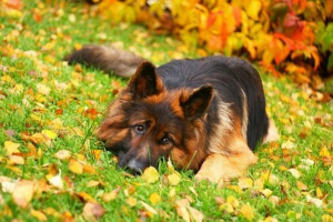 Німецька пастуха - класика сервісної породи Німецька пастуха - класика сервісної породи
