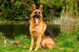 Німецька вівчарка Німецька вівчарка