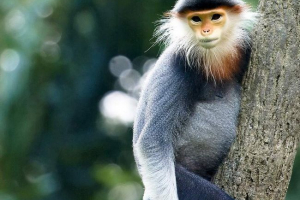 Nemoye thinwall і його відмінність від підвидів Nemoye thinwall і його відмінність від підвидів