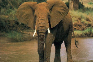 Трохи про слона Трохи про слона