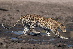 Незвичайне риболовля леопарда: як великий мисливець схопив сом у калюжі Незвичайне риболовля леопарда: як великий мисливець схопив сом у калюжі