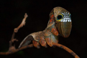 Незвичайний гусениця-череп Незвичайний гусениця-череп