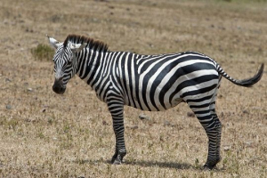 Непарних тварин Непарних тварин